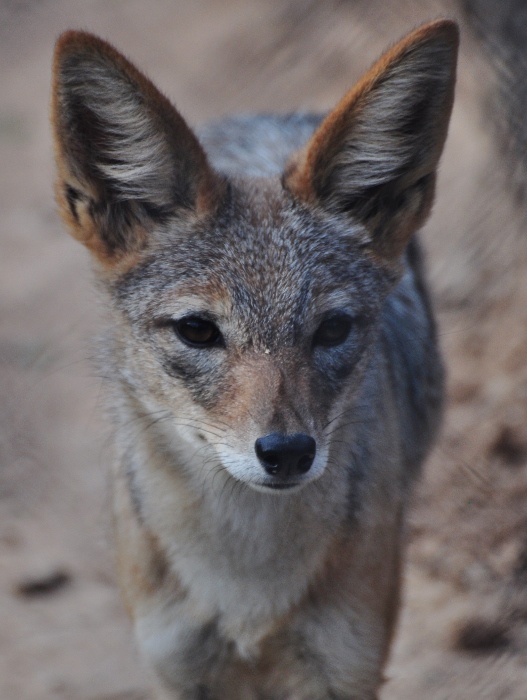 black-backed jackal
